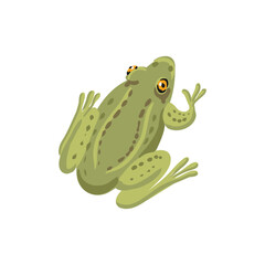 vector drawing grass frog isolated at white background, hand drawn illustration - 774558989
