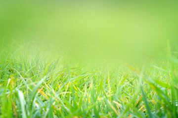 Beautiful blurred green nature background with green grass nature concept with copy space.