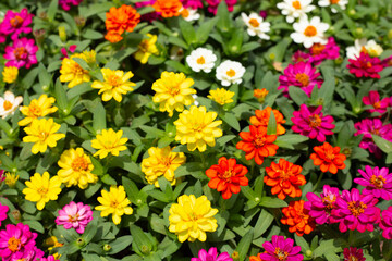 Obraz premium Zinnia flower in the garden