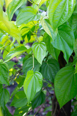 Green leaves of betel plant in the garden