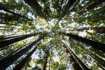 trees in the woods