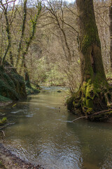 Stream in the forest.