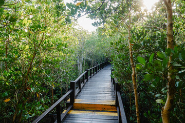 beautiful wooden path in the middle of a mangrove forest