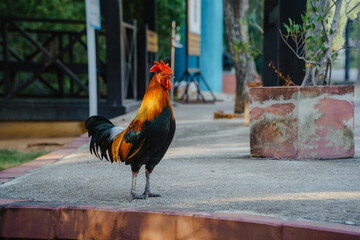 A stately rooster with a vibrant red crest and glossy feathers strides with confidence across a farmyard, showcasing the natural beauty of poultry.