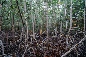 Dry mangrove forest in thailand