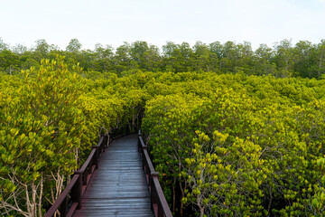 Fototapeta na wymiar wooden path in the mangrove jungle against the backdrop of white clouds and blue sky, wooden path in the middle of the mangrove forest