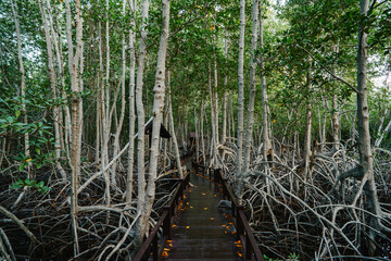 wooden path in the middle of a mangrove forest