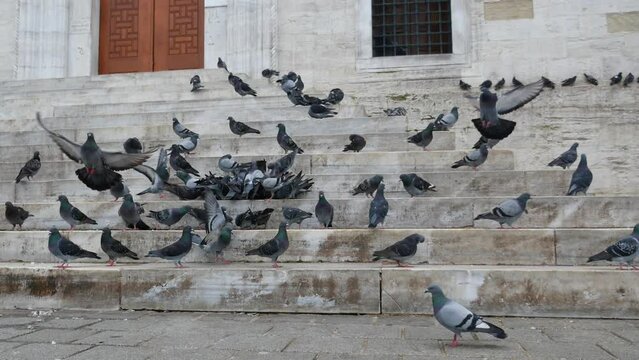 Stock doves with feathered beaks adapt to sharing asphalt with people at events