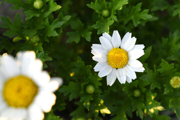 Oxeye daisy (Leucanthemum vulgare) blooming in spring, Garden daisies on a natural background. Flowering of daisies. Oxeye daisy, Daisies, Dox-eye, Common daisy, Moon daisy. Gardening concept
