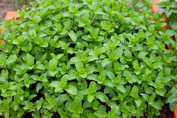 Fresh green leaves of mintl plant