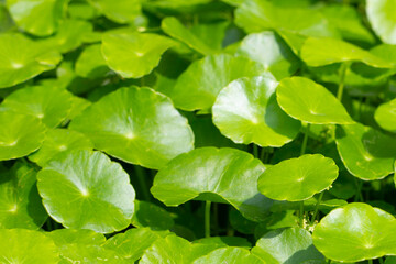 Fototapeta na wymiar Gotu kola or centella asiatica. Green leaves of herb plant in the garden