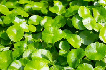 Centella asiatica (gotu kola). Fresh green leaves herb background.