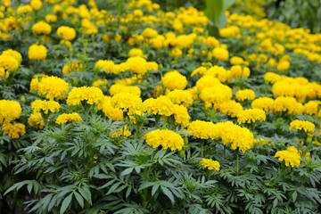 Beautiful marigold flower in the garden