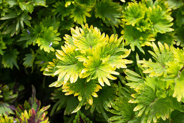 Colorful leaves of coleus or painted nettle plant