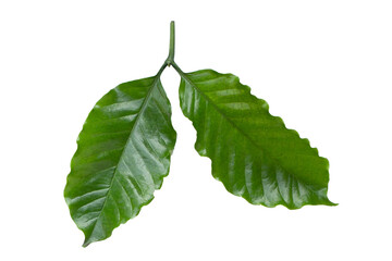 Fresh coffee leaves on white background.