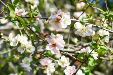 ボケの花
