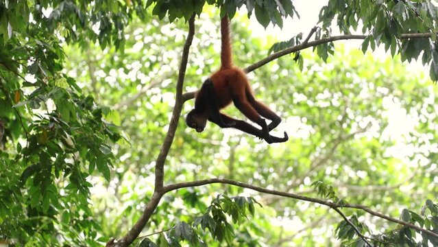 A spider monkey in Costa Rica 