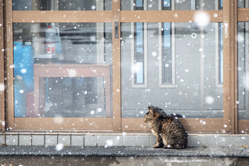 Cold Winter Outdoor Stray Cat on porch of house snowy conditions Shelter and safety loneliness concept