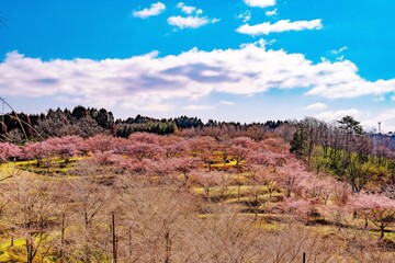 長湯温泉しだれ桜の里