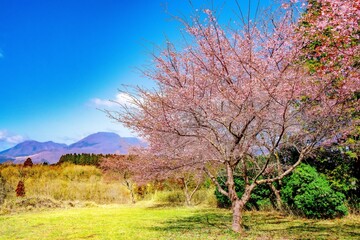 長湯温泉しだれ桜の里