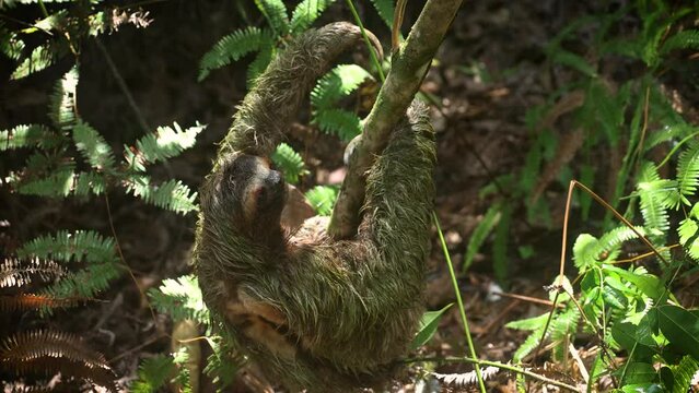 Three-toed sloth in the rainforest of Costa Rica 
