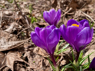 Spring purple crocuses blooming in flower beds