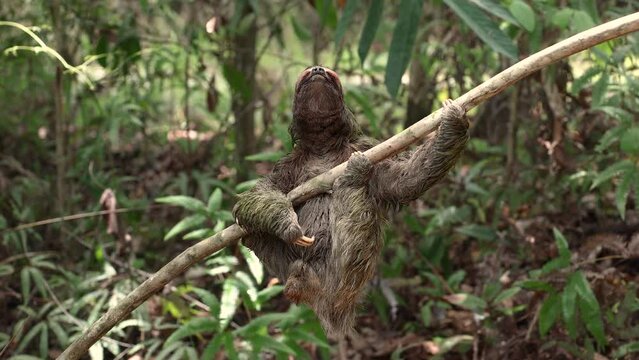 Three-toed sloth in the rainforest of Costa Rica 