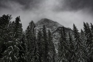 A snowy mountain peak pocking out between a pine tree forest in the Italian dolomites