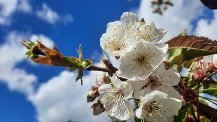 Fruit tree blossoms