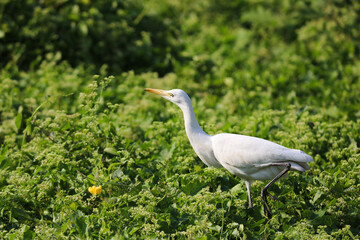 great white egret in the grass