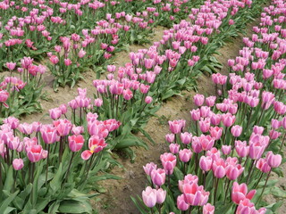 pink tulips in the garden