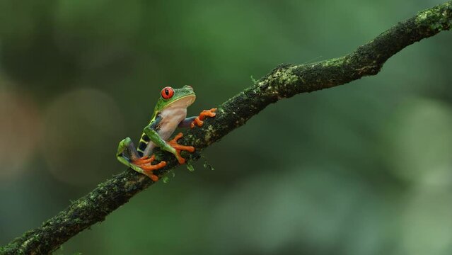 Red-eyed tree frog in Costa Rica 