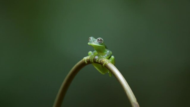 A glass frog in the rainforest of Costa Rica 