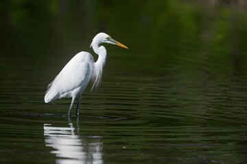 Egret standing calmly, poised for fishing, tranquil nature scene