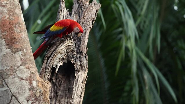 Scarlet Macaw in Costa Rica in the rainforest