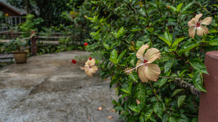 Beautiful yellow hibiscuses bloom in a tropical park along the path among the green foliage. Long...