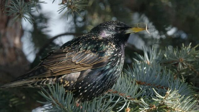 Starling with stunning iridescent winter plumage with grass for nest