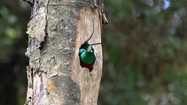Resplendent quetzal in Costa Rica in the rainforest
