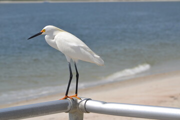 A Snowy Egret perches on a metal railing at Ponce Inlet, with a sandy beach stretching out in the background.