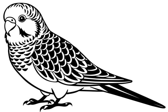recommend clip art: budgerigar silhouette vector illustration