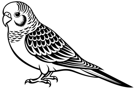 recommend clip art: budgerigar silhouette vector illustration