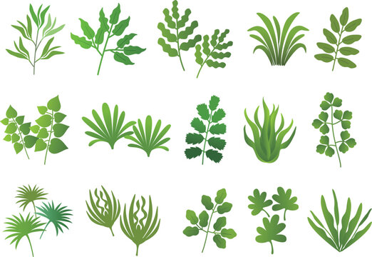 Various plant images.