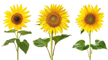 Fototapeta premium Yellow sunflower flower with leaves collection isolated on white background.