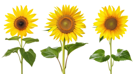 
Yellow sunflower flower with leaves collection isolated on white background.