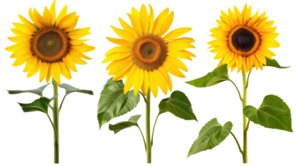 
Yellow sunflower flower with leaves collection isolated on white background.