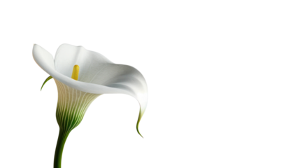 elegant calla lily with a solid white background.