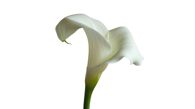 elegant calla lily with a solid white background.