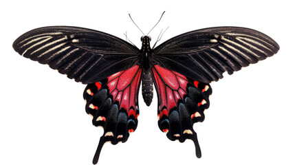 
set of butterflies white background transparent 