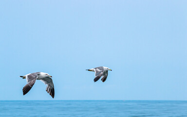 Fototapeta na wymiar flying seagulls on the Homigot beach, Pohang, South Korea. 