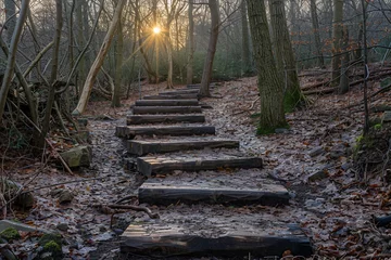 Foto op Plexiglas walk trail with wooden steps in the middle of a forest © Robert
